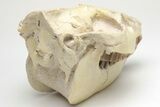 Fossil Oreodont (Merycoidodon) Skull - South Dakota #207470-8